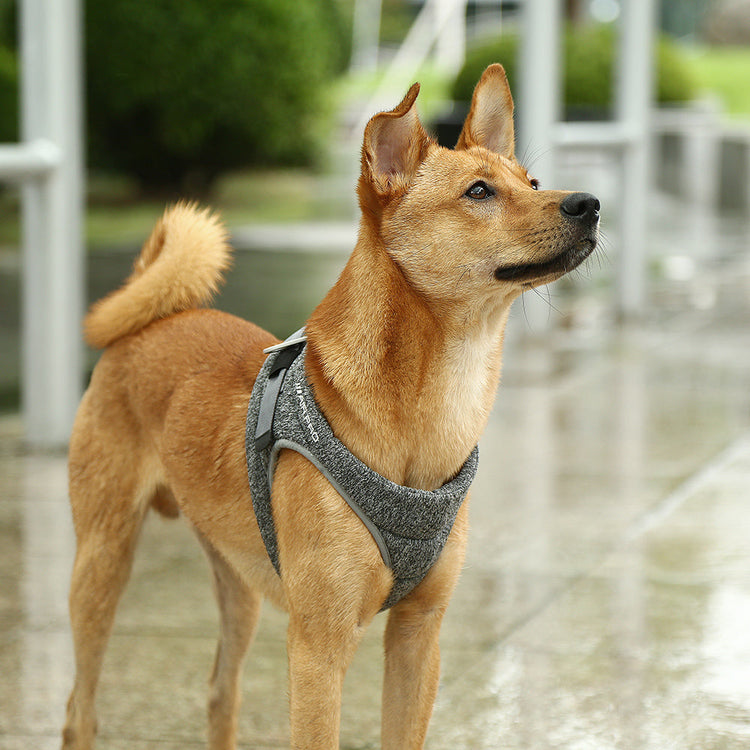 Collars, Leashes & Harnesses
